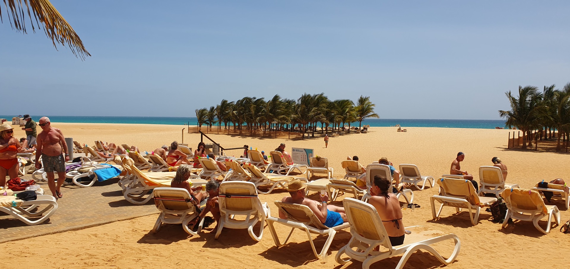 Sunny beach with rows of empty lounge chairs, palm trees, and people relaxing near the shoreline.