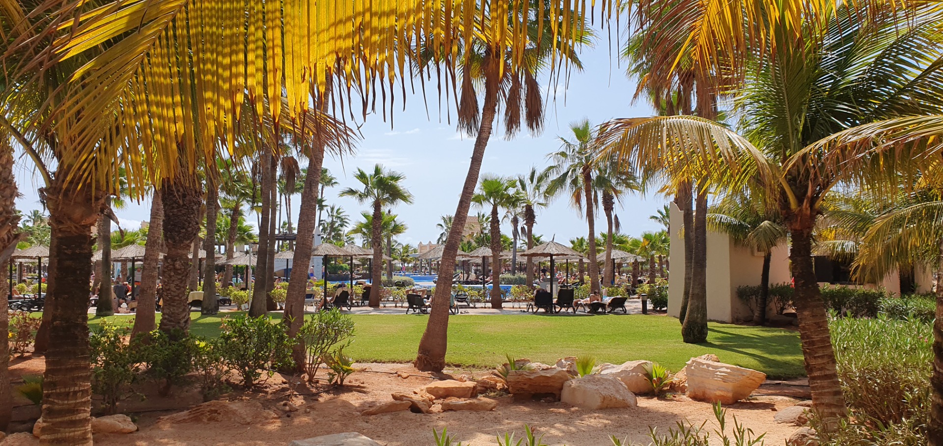 Tropical resort garden with tall palm trees, green lawn, lounge chairs, and umbrellas by a pool.